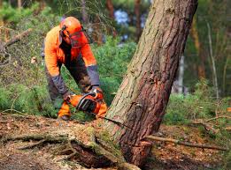 Best Hazardous Tree Removal  in Ralston, NE