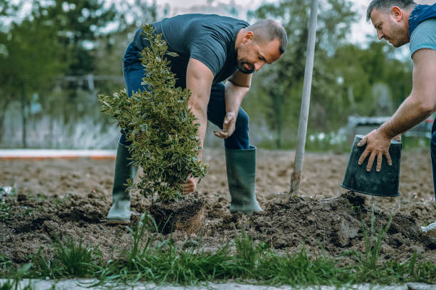 Best Lawn Grading and Leveling  in Ralston, NE