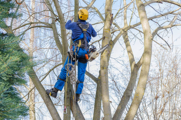 Best Tree Maintenance Programs  in Ralston, NE