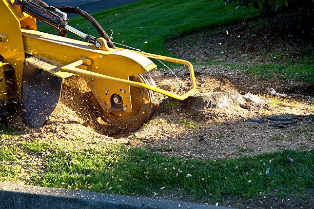 Best Palm Tree Trimming  in Ralston, NE