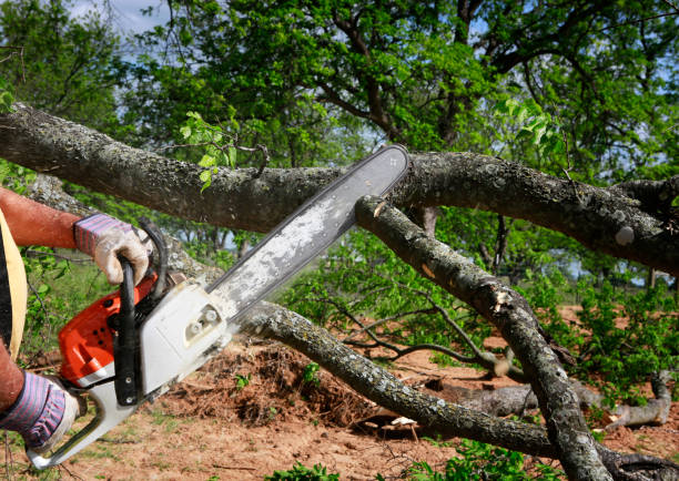 Best Tree Health Inspection  in Ralston, NE